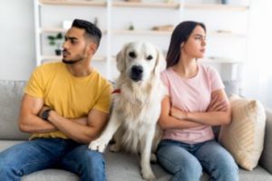 Who Gets Custody of The Pets in a NY Divorce