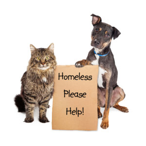 PC Supports Dog & Cat Rescue